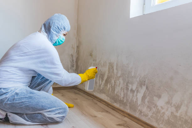 Licensed Basement Mold Remediation service in Allentown, PA - WQB Mold Removal
