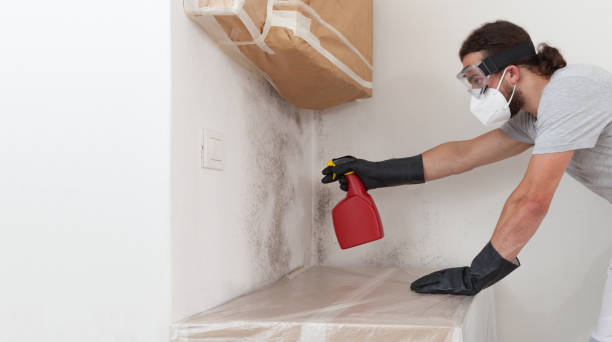 Professional Basement Mold Remediation technician working in Allentown, PA